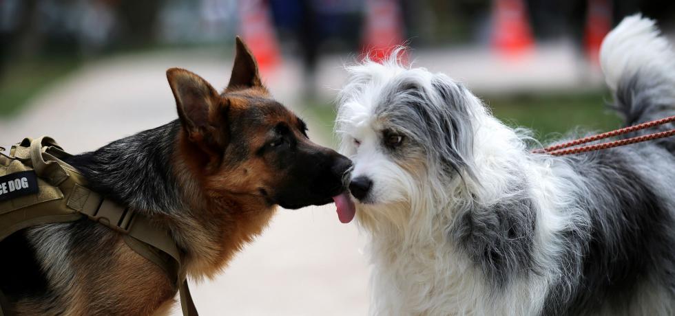 Comenzó la cuenta regresiva para responder inédita encuesta de Tenencia Responsable de Mascotas