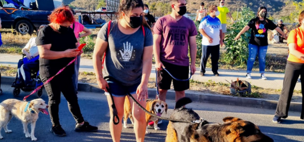 Más 100 mascotas fueron protagonistas en la corrida familiar de aniversario en Curacaví