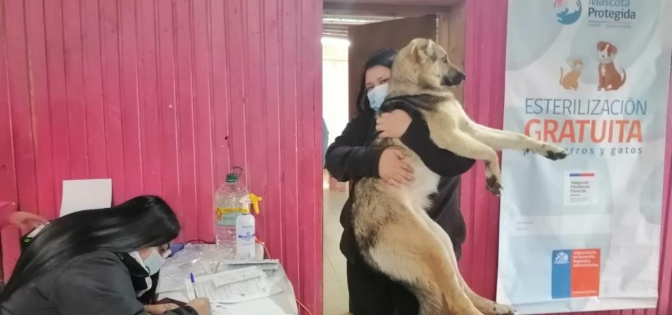 100% de los perros y gatos de Isla Mocha serán esterilizados en operativo de Subdere